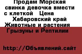 Продам Морская свинка девочка вмести с клеткой › Цена ­ 1 000 - Хабаровский край Животные и растения » Грызуны и Рептилии   